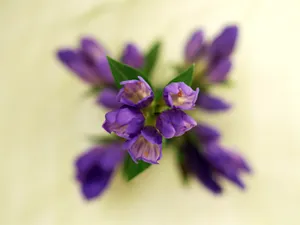 鲜花装饰 第十辑_11