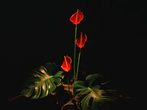 鲜花装饰 第十辑_12
