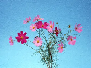 鲜花装饰 第十辑_14