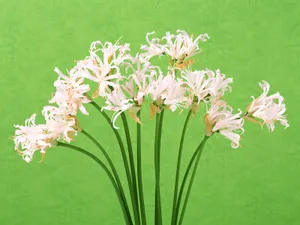 鲜花装饰 第十辑_15