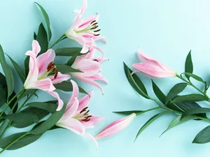 鲜花装饰 第十辑_16