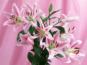 鲜花装饰 第十辑_18