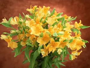 鲜花装饰 第九辑_1