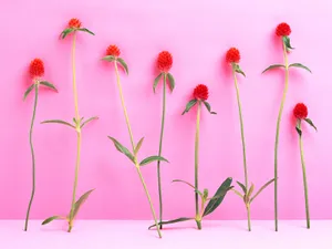 鲜花装饰 第九辑_14