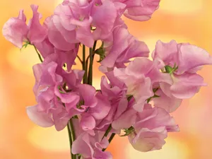 鲜花装饰 第九辑_18