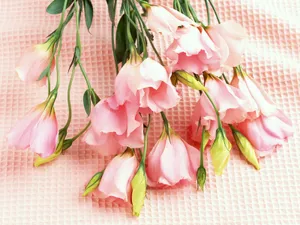 鲜花装饰 第九辑_19