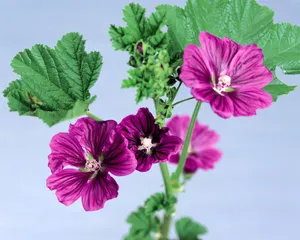鲜花装饰 第七辑_4