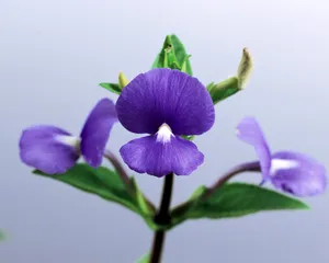 鲜花装饰 第七辑_5