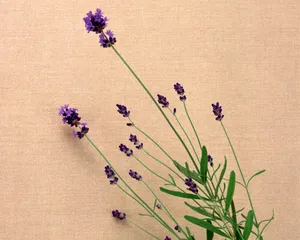 鲜花装饰 第七辑_6