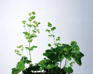 鲜花装饰 第七辑_10