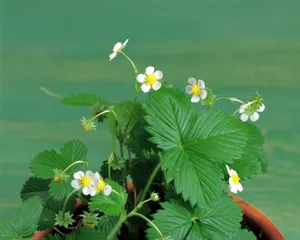 鲜花装饰 第七辑_13