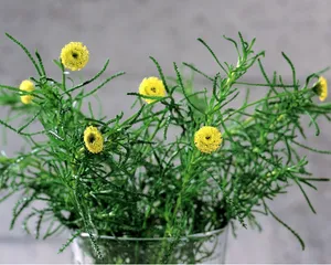 鲜花装饰 第七辑_16