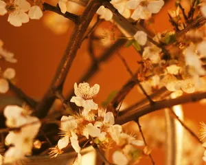 鲜花装饰 第六辑_2