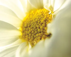 鲜花装饰 第六辑_4