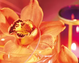 鲜花装饰 第六辑_6