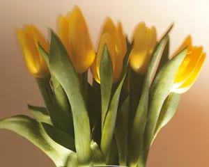 鲜花装饰 第六辑_12