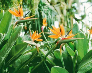 鲜花装饰 第五辑_1