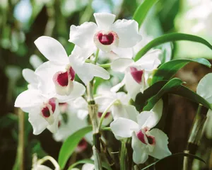 鲜花装饰 第五辑_6