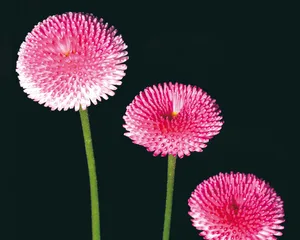 鲜花装饰 第五辑_7