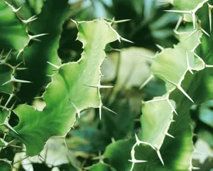 鲜花装饰 第五辑_15