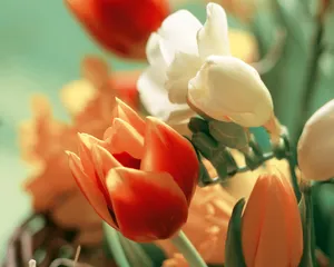 鲜花装饰 第四辑