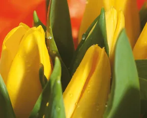 鲜花装饰 第四辑