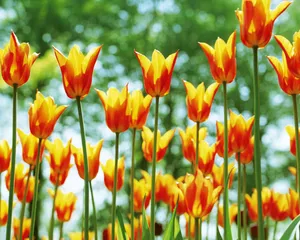鲜花装饰 第四辑_9
