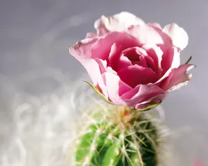 鲜花装饰 第四辑_16