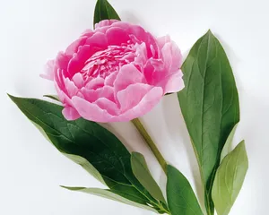 鲜花装饰 第四辑_17