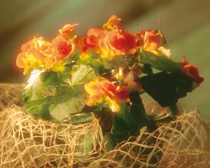 鲜花装饰 第四辑_18