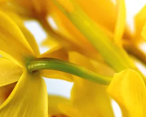 鲜花装饰 第三辑_6
