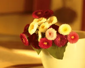 鲜花装饰 第三辑_8