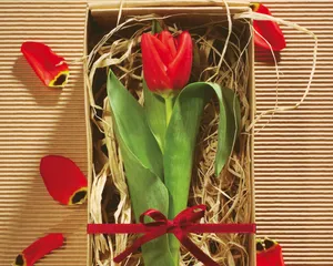 鲜花装饰 第三辑_18