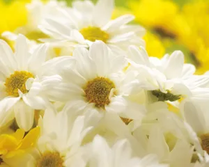鲜花装饰 第一辑_2