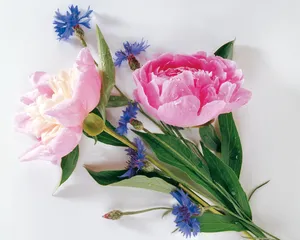 鲜花装饰 第一辑_6