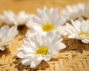 鲜花装饰 第一辑_10