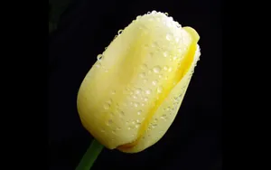 宽屏郁金香 第八辑_16
