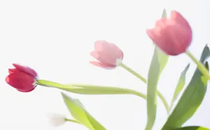 1680郁金香 第一辑_19