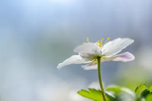 梦幻的花朵背景素材图片