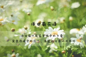 洋甘菊花语图片_1