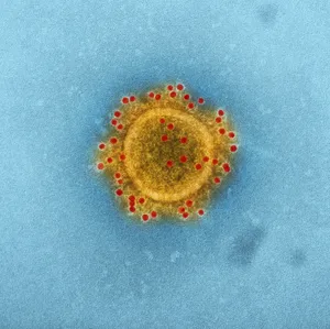 显微镜下细菌图片第1张