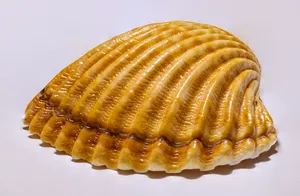 漂亮纹理贝壳图片_1