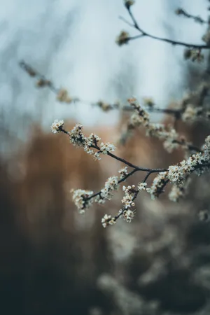 非主流梨花花朵图片