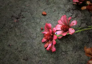 非主流鲜花唯美图片