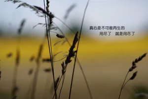 非主流唯美伤感文字图片_1
