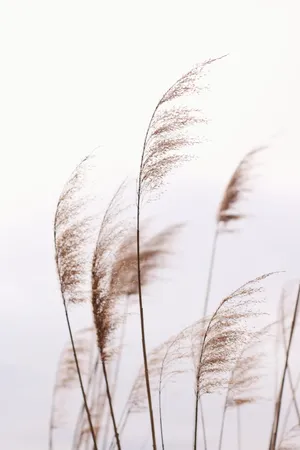 非主流芦苇风景图片_1