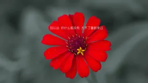 心向阳光正能量句子图片_1