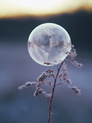 紫色非主流花草图片