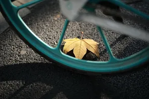 非主流落叶意境图片_1