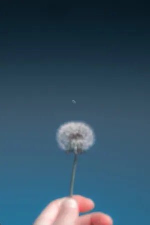 非主流白色蒲公英图片